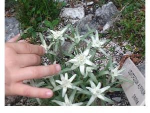 Uspešen 7. Dan Alpske konvencije 10